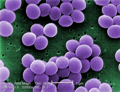 blog de ciencias tipos de bacterias segun su forma