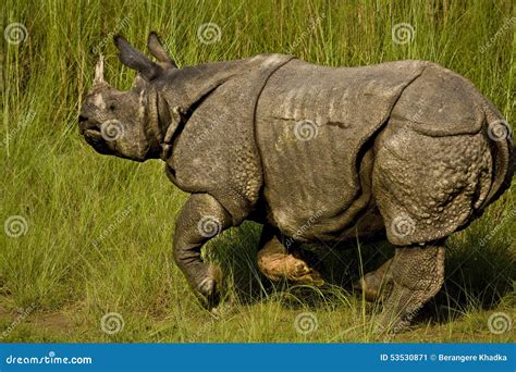 greater  horned rhinoceros  bardia nepal stock image image