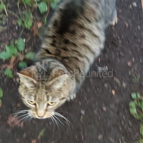 found cat brown tabby cat bishop auckland area county