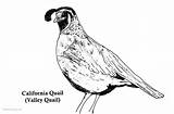 Quail California Coloring Pages Printable Adults Kids Color Getdrawings Getcolorings sketch template