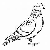 Pigeon Contour sketch template