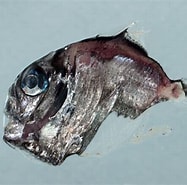 Afbeeldingsresultaten voor Sternoptyx. Grootte: 187 x 185. Bron: fishesofaustralia.net.au