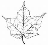 Foglie Foglia Ahornblatt Listek Autunno Sycamore Stampare Arce Canadiense Kolorowanka Ilustración Kategorien Mamydzieci Ahorn sketch template