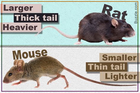 confused   rat   mouse heres    distinguish