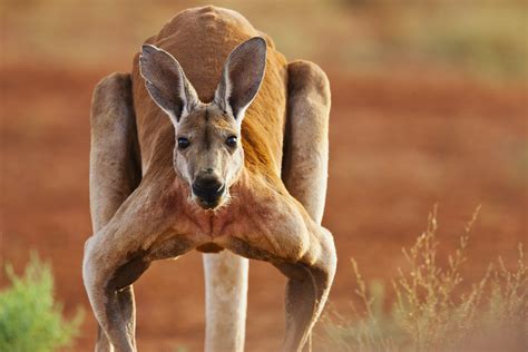 meaning  symbolism   word kangaroo