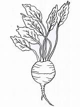Turnip Coloring Pages Printable Vegetables Vegetable Drawing Print Color Recommended Getdrawings sketch template