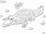 Crocodile Coloring Pages Nile African Drawing Printable Dot sketch template