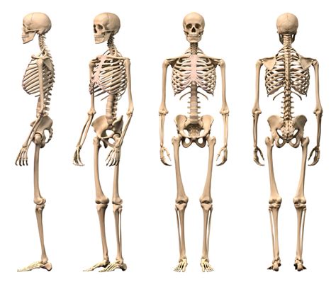 fascinating facts   human skeleton portable press