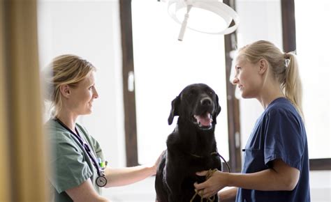 anicura als top tierarztpraxen und tierkliniken ausgezeichnet lokalklickeu