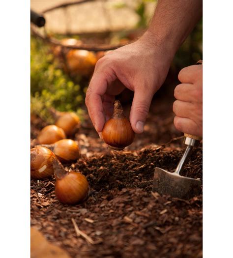 unexpected time  plant spring blooming bulbs southern living