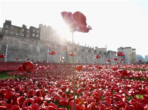 remembrance day tower of london poppy buyers warned they could crack