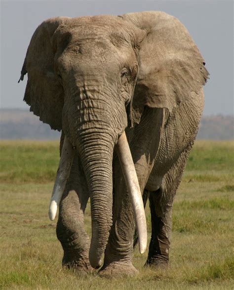 giant kenyan elephant killed  authorities  suspicion  killing
