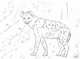 Coloring Hyena Spotted African Pages Coloringbay Animals sketch template