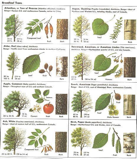 leaves identify  tree  amazing guide  leaf identification  young children