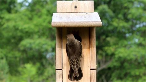 starling   enter tree swallow nesting box youtube