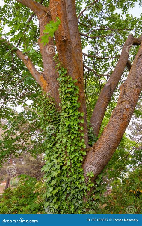 green vines growing   trunk   tree stock image image  forest