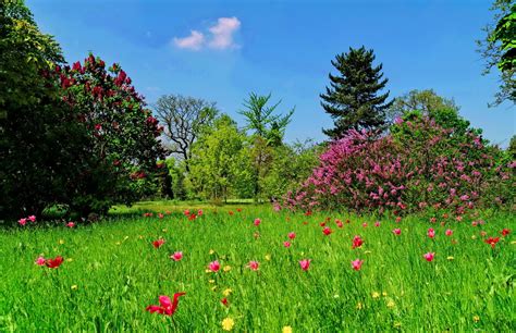hd wallpaper grass lawn tree flower beauty green sky