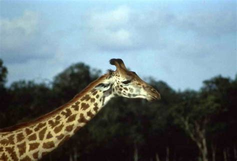 beautiful  pictures  giraffe