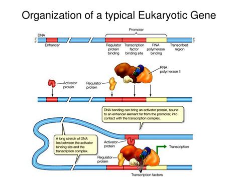 Ppt Regulation Of Gene Expression Powerpoint Presentation Id 345112