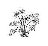 Coloring Clipart Clker Clip Liverwort Blanketflower Common sketch template
