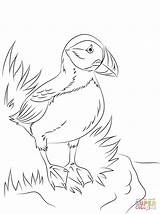 Puffin Seabird Perroquet Papageientaucher Malvorlagen Ausmalbild Supercoloring Papageitaucher Pigeon Designlooter Colouring Macareux sketch template