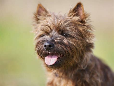 cairn terriers     shaggy fearless scottish earthdog