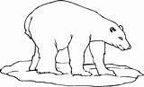 Colorare Ghiaccio Polar Polare Orso Cammina sketch template