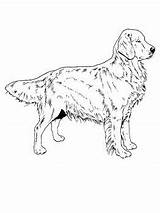 Coloring Retriever Golden Pages Dog Puppies Printable Dogs Kids Puppy Color Choose Board Visit Getdrawings Adult Getcolorings Print Super Chien sketch template