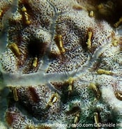 Afbeeldingsresultaten voor "polydora Ciliata". Grootte: 175 x 185. Bron: nomadica.jimdofree.com