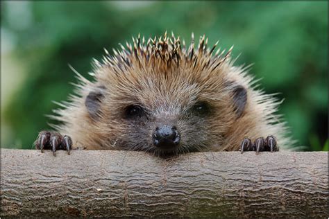 igel foto bild tiere wildlife wildlife sonstige tiere bilder