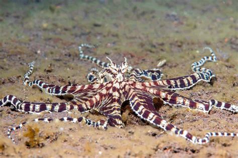 discover  mimic octopus  ultimate disguise artist   animals