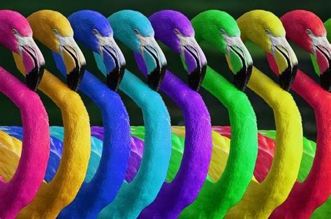 Pelicanos Rainbow Colors Rainbow Crazy Colour