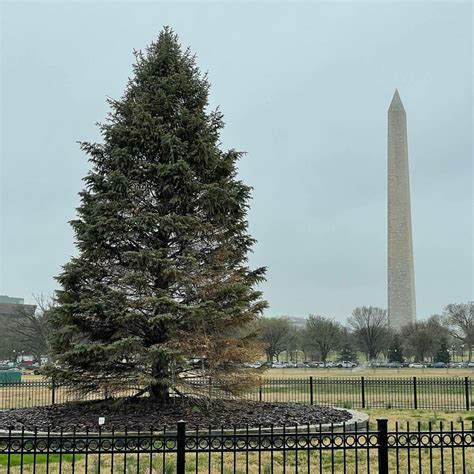 continuing christmas tree coverage continues   newly visible national christmas tree
