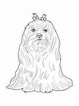 Maltese Dog Coloring Pages Template Printable sketch template