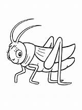 Grasshopper Coloring Pages Kids Fun Printable sketch template