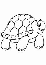 Tortoise Tartaruga Disegno Colorato Gopher Turtle Tartarughe Coloringbay sketch template