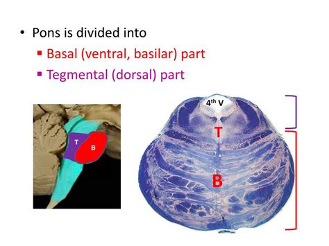 pons internal features powerpoint    id