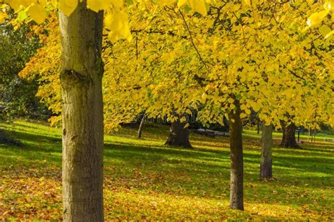 black poplar stock image image  fall environment