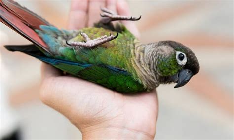 type  bird  ari green cheeked conure