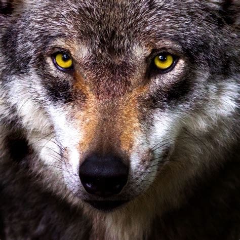 wolf face  stock photo public domain pictures