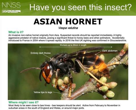 Fears Over Giant Asian Hornet Invasion After 5cm Long Insect Was