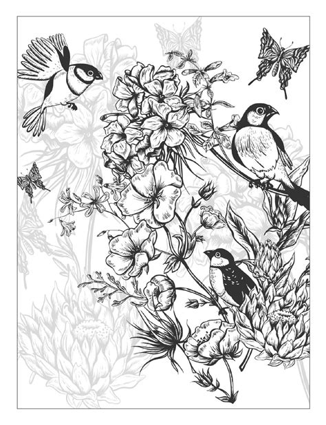 pin  coloring pages  print birds