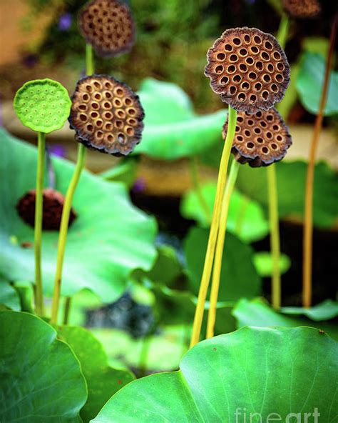 Lotus Plant Lotus Seed Pods Poster By Global Light Photography