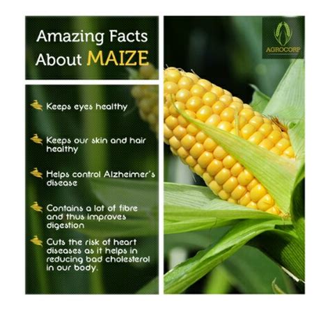 amazing facts  maize