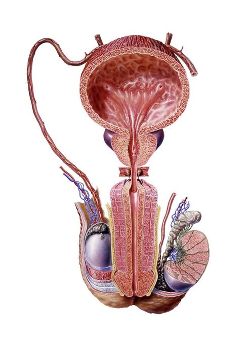 Male Urogenital System Photograph By Bo Veisland Science