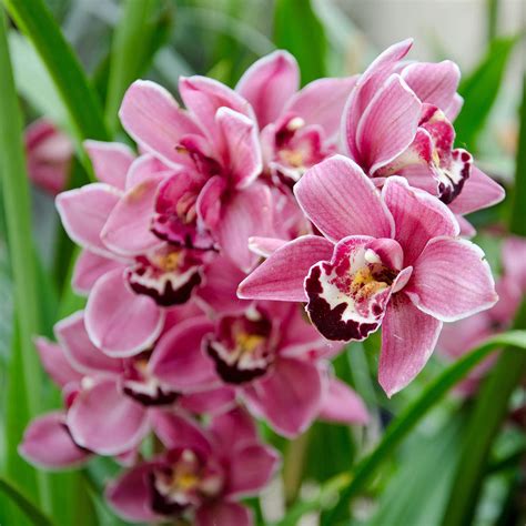 pink orchids photograph  margaret pitcher