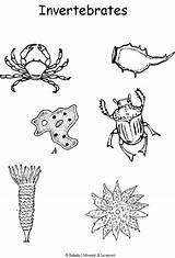 Invertebrates Coloring Vertebrates Classification Pages Vertebrate Animal Science Kids Sheet Activities Week Groups Five Template Cycle Preschool Montessori Arthropods Birds sketch template