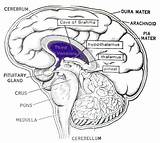 Brain Gland Pineal Cave Pituitary Brahma Diagram Body Covenant Ark Vision Center Great Human Cerebral Medical Ventricle Third Anatomy Energy sketch template