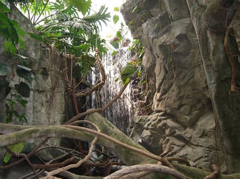 amazon parrot waterfall   meihua stock  deviantart