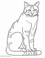 Supercoloring Coloringhome Caracal Winged Felines Wildcat Pint Pumas sketch template